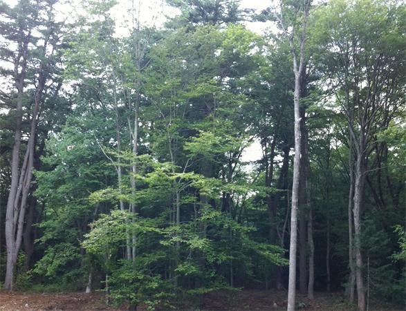 1 First Parish Rd, Norwell, MA 02061 - photo 1