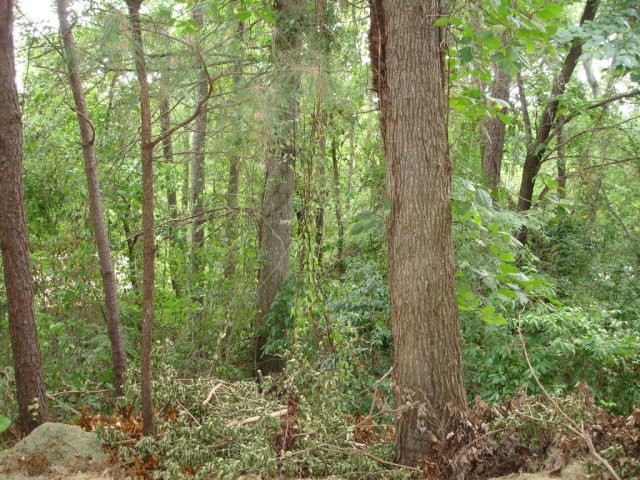 1030 Mccall St, Hephzibah, GA 30815 - photo 1