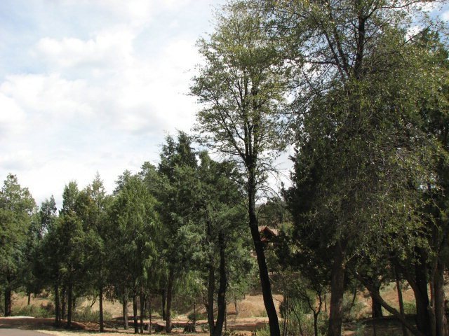 Primary Photo