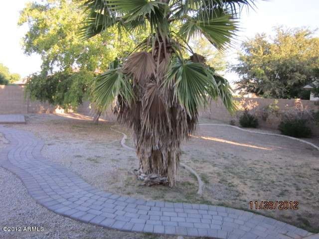 Backyard (2)