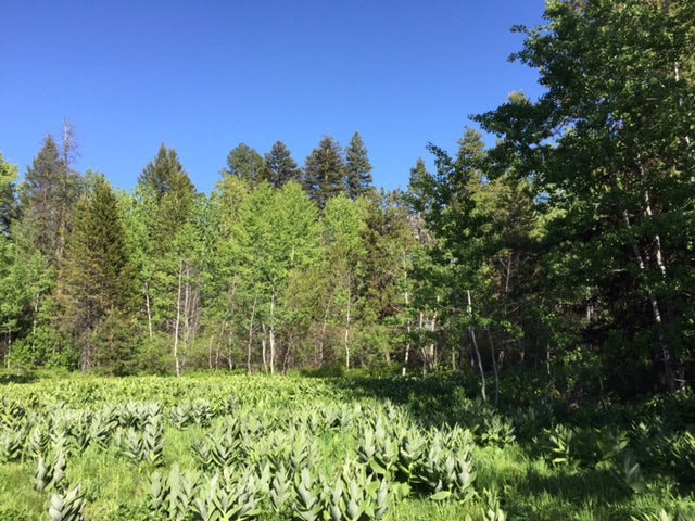 B2 Lot12 Gladys Ln unit 12, McCall, ID 83638 - photo 1