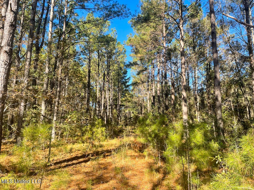 40 Ac Sally Parker Rd, Lucedale, MS 39452 - photo 1