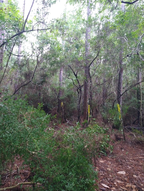 Trees1