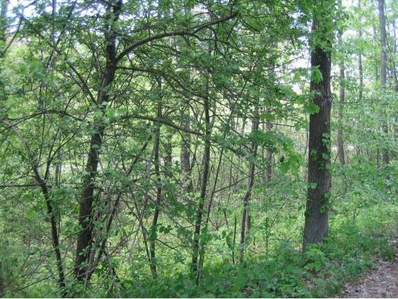 13 Bridge St, Pelham, NH 03076 - photo 1