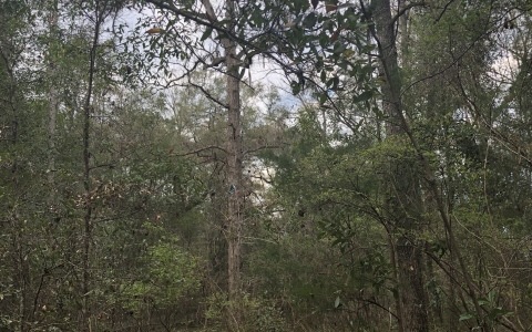 LOTS 27 &28 288th Terrace, Branford, FL 32008 - photo 1