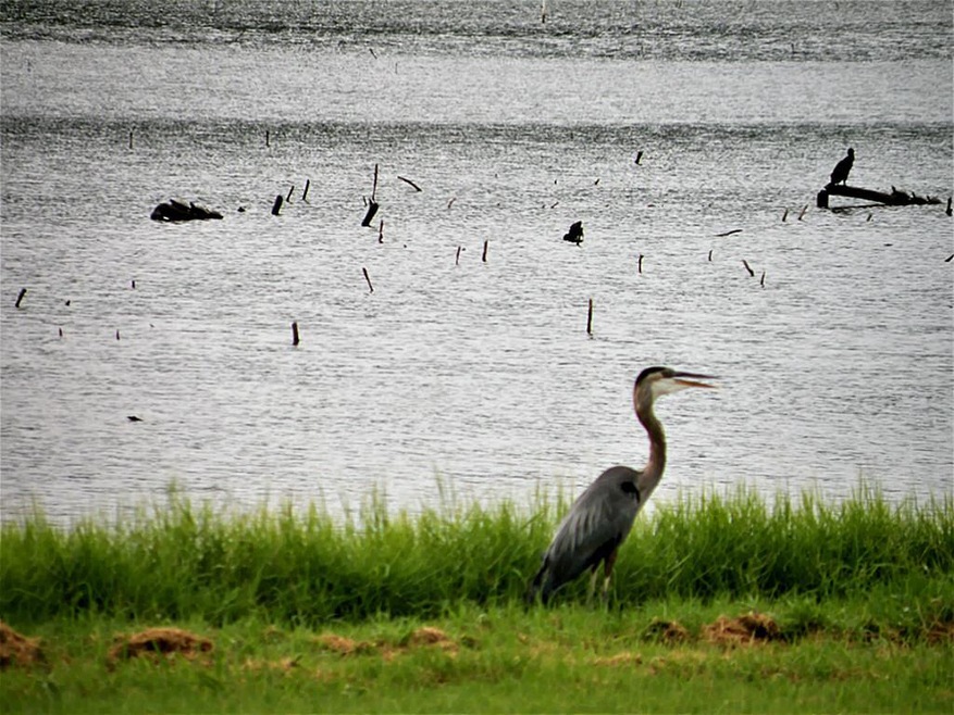 17 Lookout Ridge, Huntsville, TX 77340 - photo 1