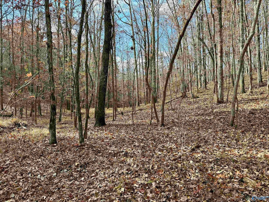 1 County Road 137, Cedar Bluff, AL 35959 - photo 1