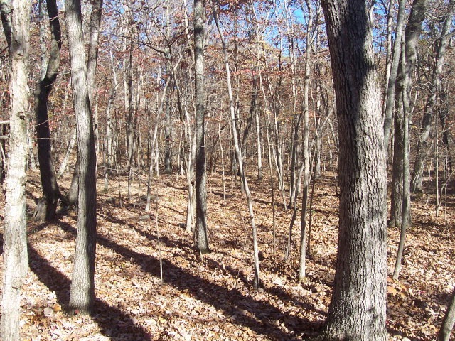 Primary Photo