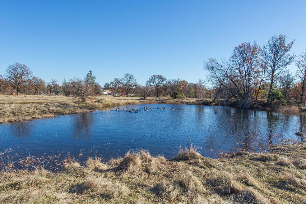 Pond
