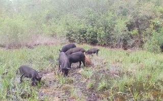 0 Brown Rd unit 123992, Lee, FL 32059 - photo 1