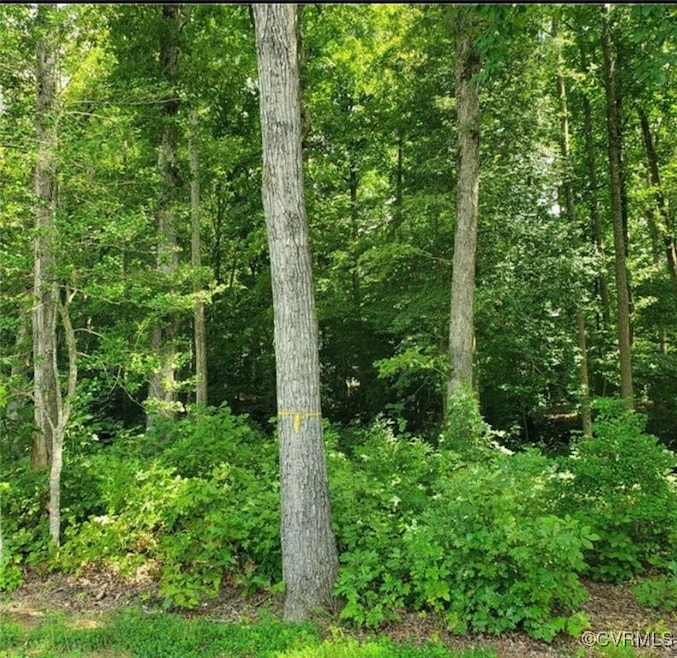 View of woods