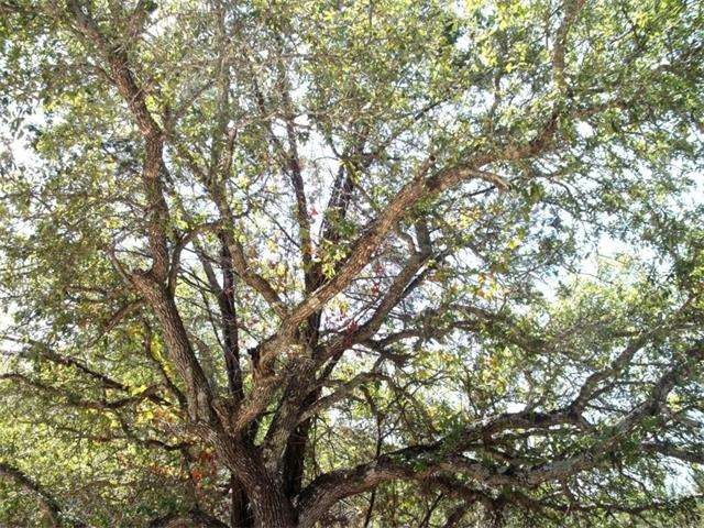 Canopy of 18