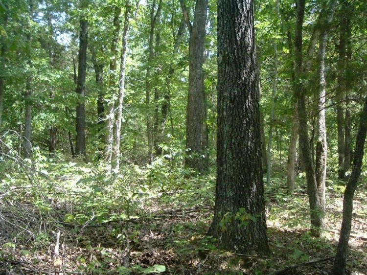 Nice Open Woods
