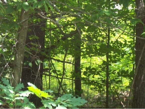 0 Dustin Road -, Webster, NH 03303 - photo 1
