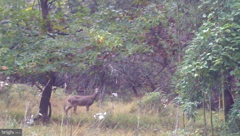 14616 Peach Orchard Rd, Silver Spring, MD 20905 - photo 1