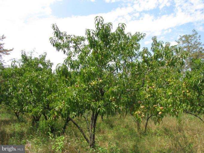 0 A Orchard Point unit 1004622112, Levels, WV 25431 - photo 1