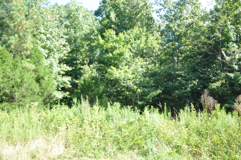 TBD Archie Johnson Rd, Siler City, NC 27344 - photo 1