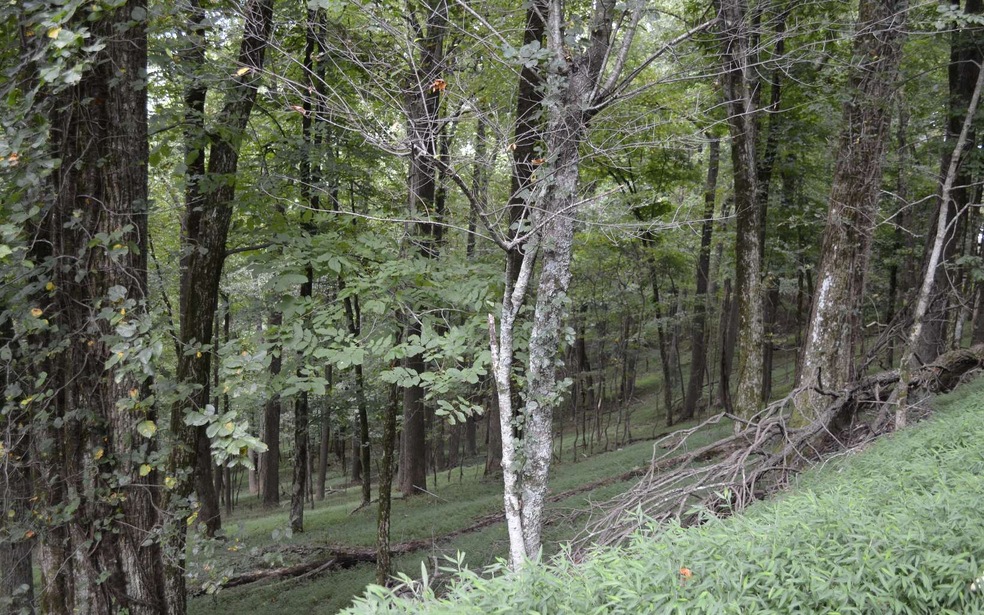 M 165 Walnut Ridge, Ellijay, GA 30540 - photo 1