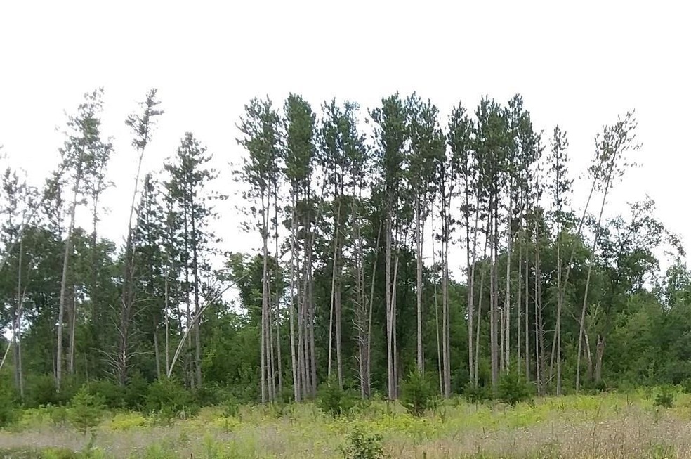 XXX Welsh Rd, Union Township, WI 54893 - photo 1