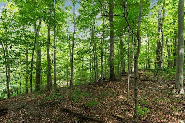 Private, wooded ravine