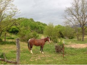 Land and horse