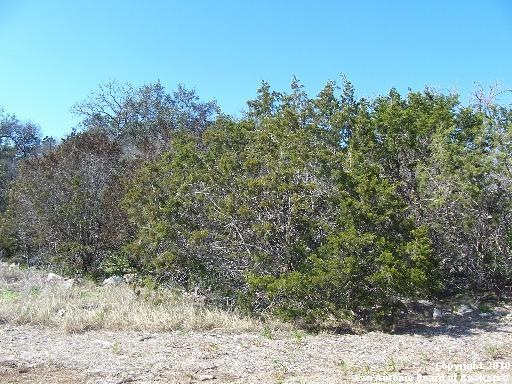 17030 Clovis, Helotes, TX 78023 - photo 1