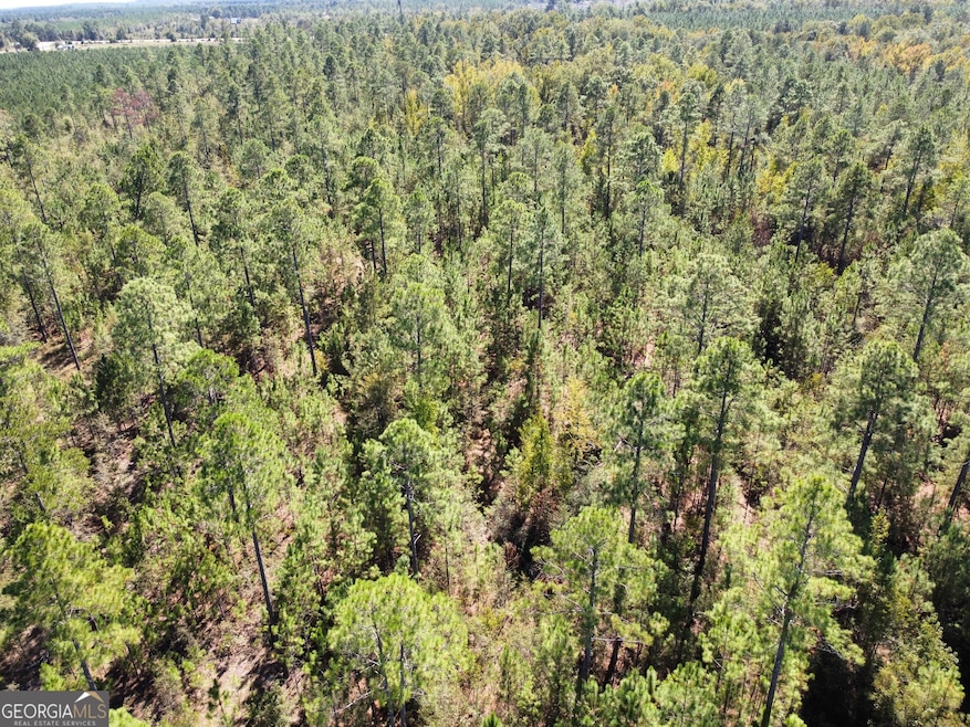 Timber Investment Opportunity