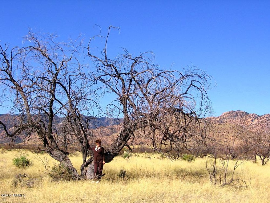 Large Trees
