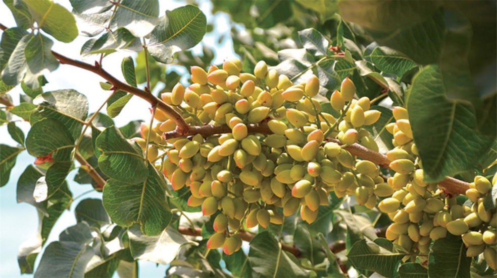 0 Moc: Oliveira Ranch unit 629392, Lemoore, CA 93245 - photo 1