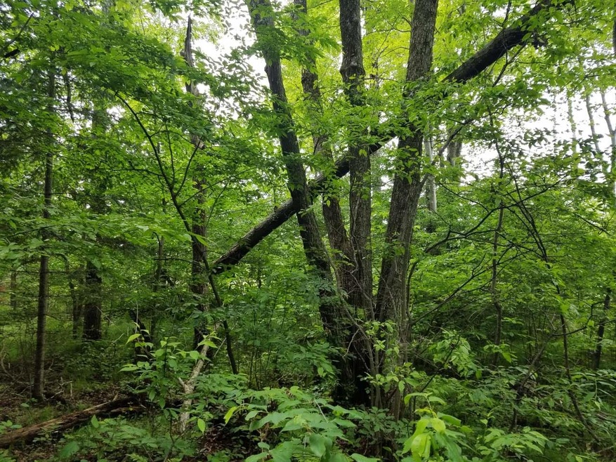 Lot 1 Sanctuary Rd, Tomahawk, WI 54487 - photo 1