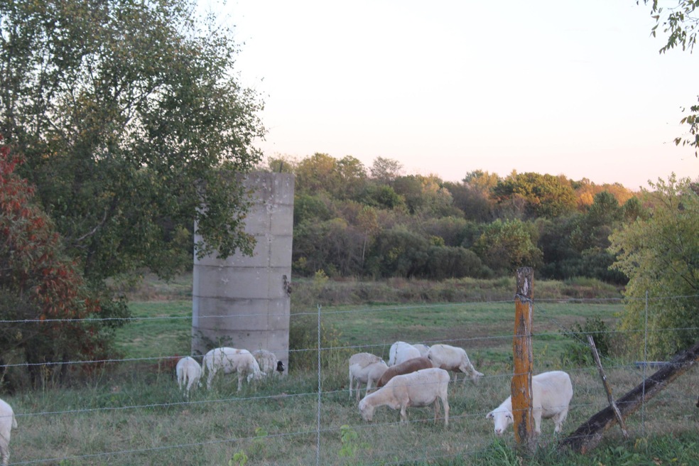 Sheep Grazing in the pasture