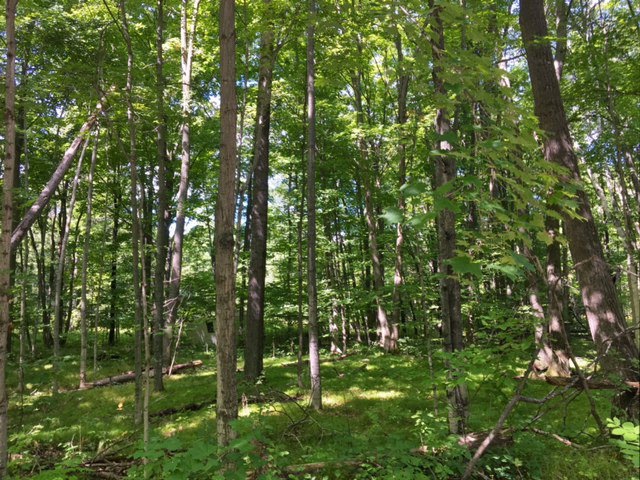 Main View
