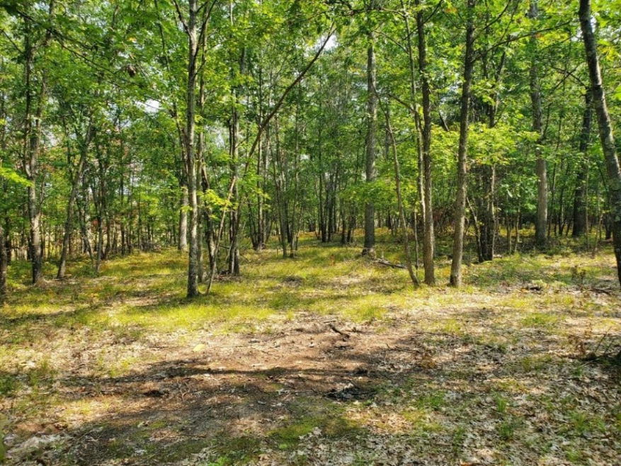 0 N Beaver Trail, Lilley Township, MI 49309 - photo 1