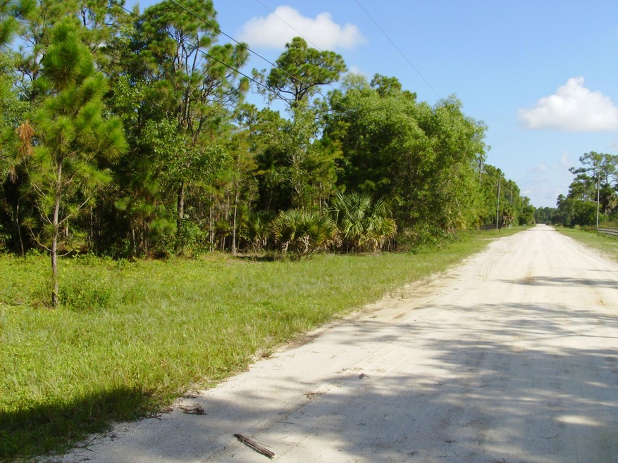 Cabbage Palm Way