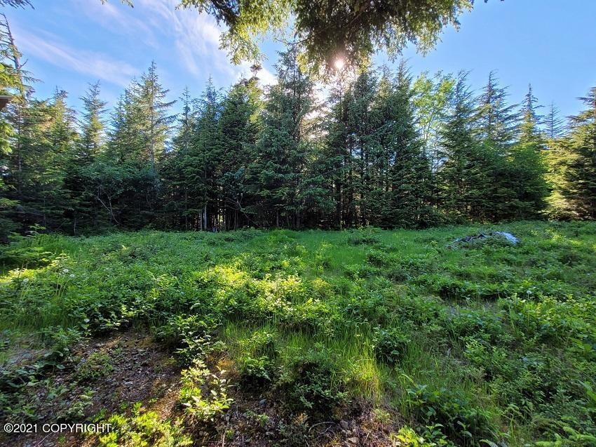 Forest clearing