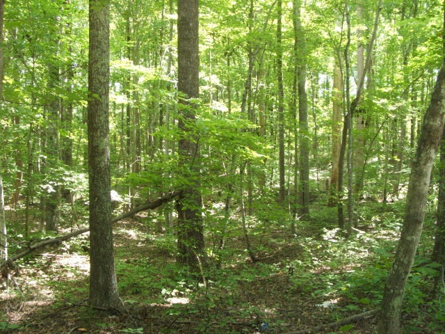 Main View