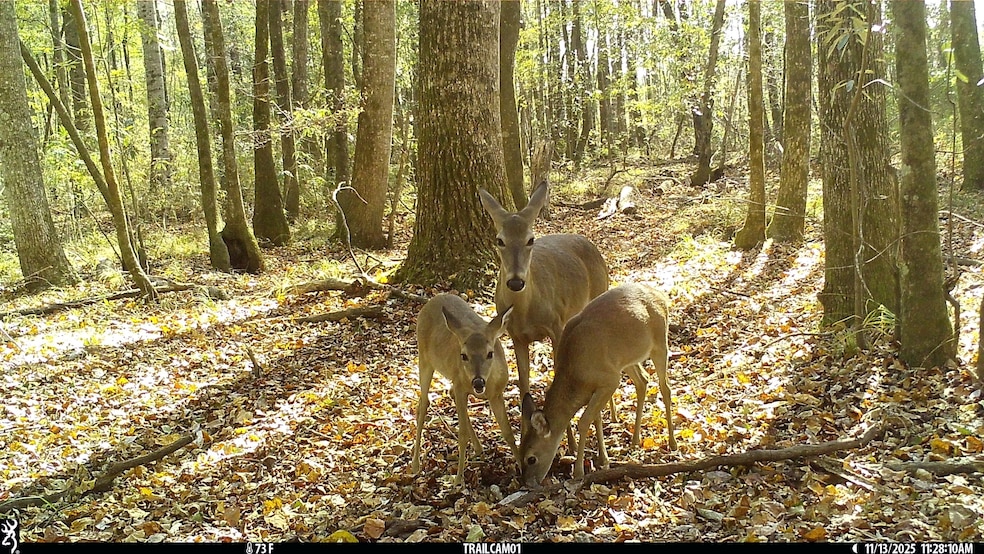 Brooks Rd, Hurtsboro, AL 36860 - photo 1