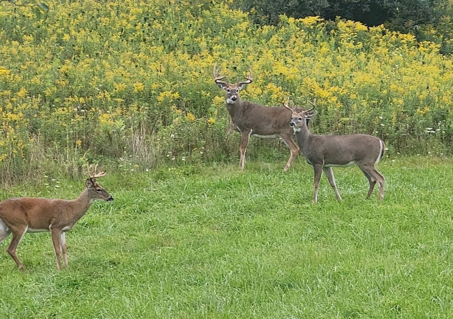 0 School House Rd, Wittenberg, WI 54499 - photo 1