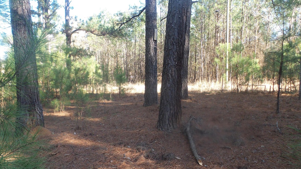 wooded lot