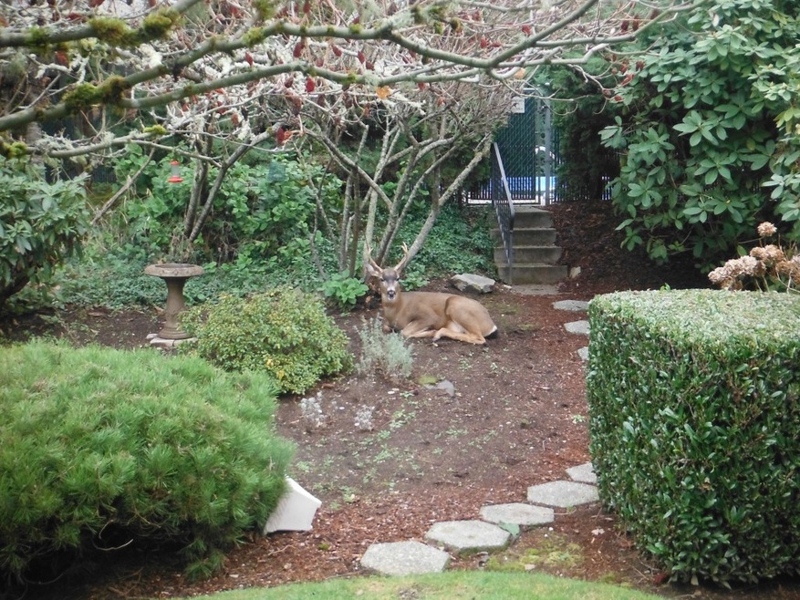 4429 Grandview Dr W unit 12D, University Place, WA 98466 - photo 1