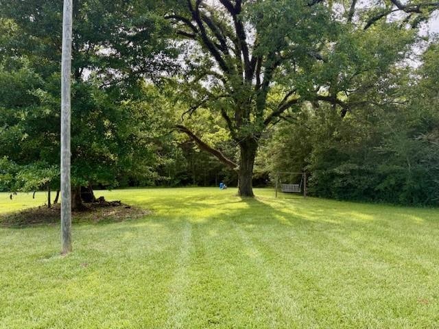 Large Live Oak