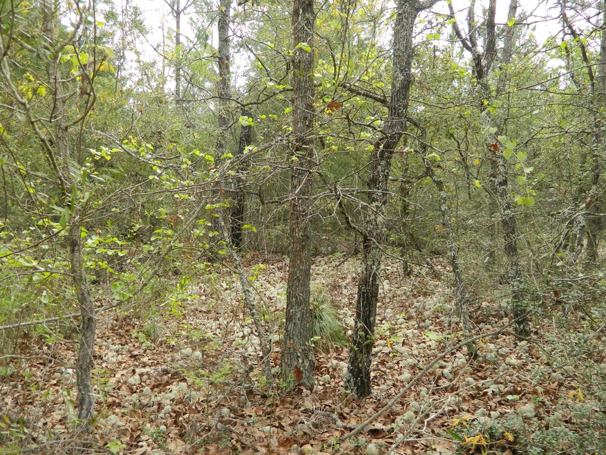 4.2 Acres Available.JPG