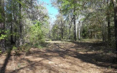 3228 Wilson Springs Rd, Fort White, FL 32038 - photo 1