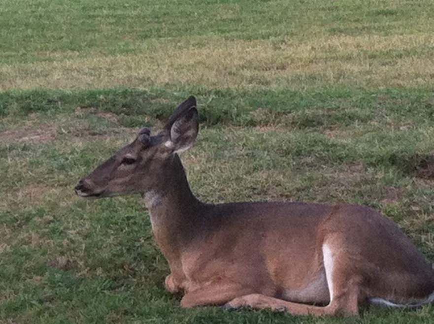 118 Mourning Dove Ct, Laredo, TX 78045 - photo 1