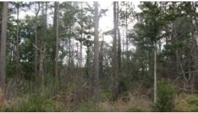 268 S Harrington Rd, Saint Simons Island, GA 31522 - photo 1