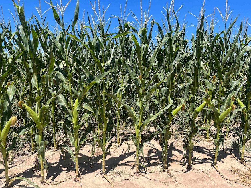 Sold • Co-Listing Agent