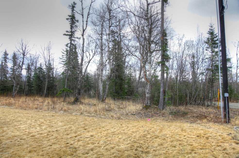 White Spruce 1