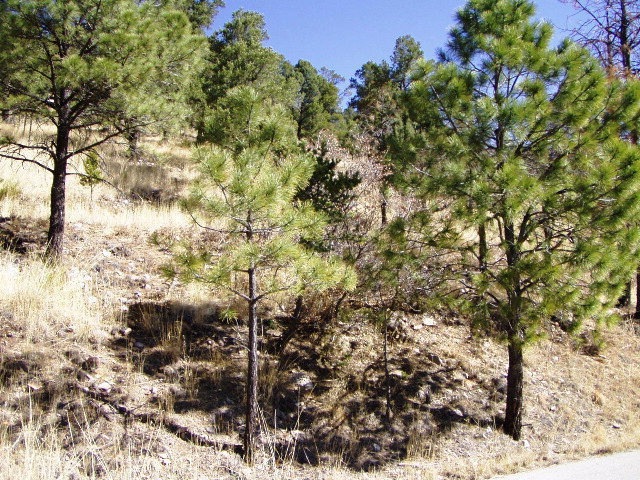 Primary Photo