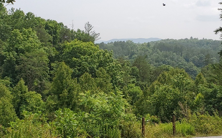 Main View
