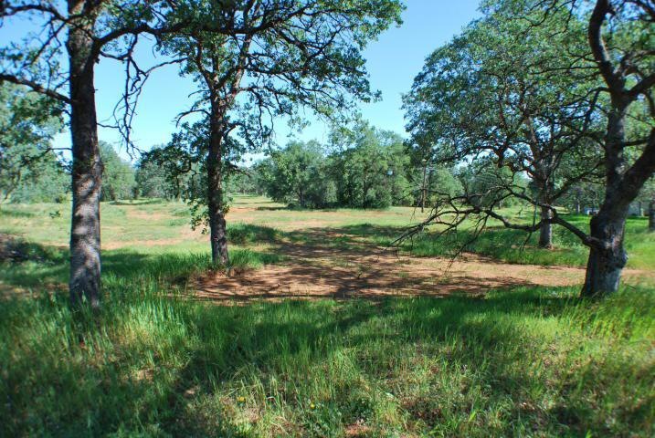 Mature Trees Gibson